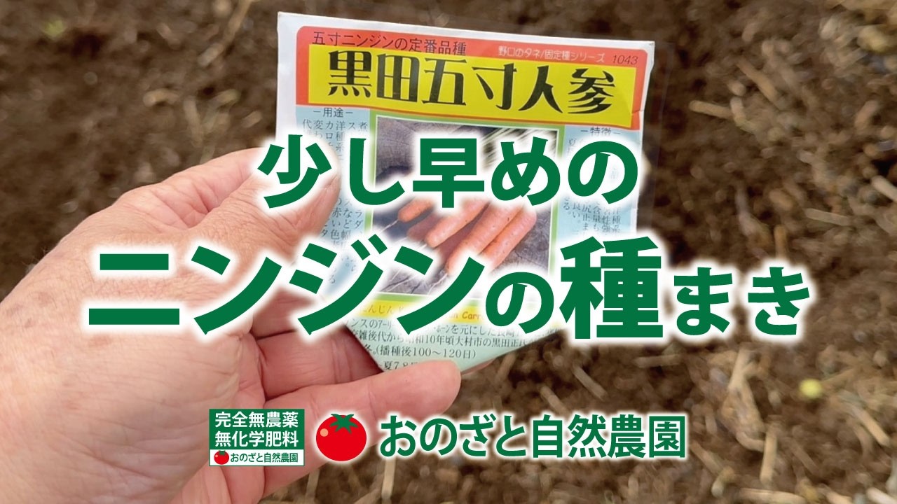 人参は寒さに強いので早めに種まきしました。