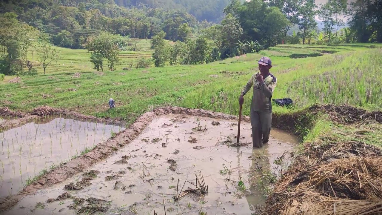Ground Work: Preparing the Perfect Bed for Rice Seeds #RuralAgriculture #TraditionalFarming