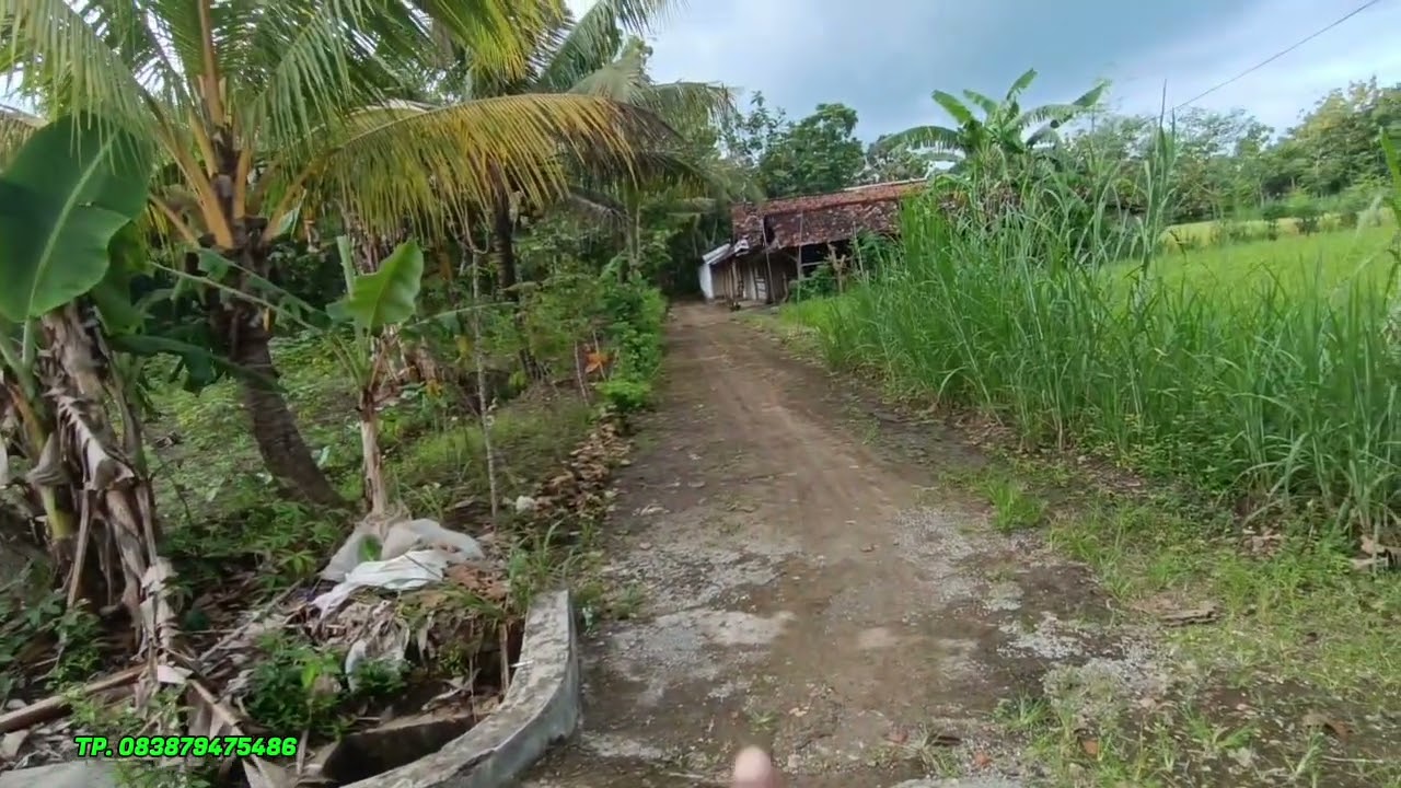 Jual tanah bagus harga alus 1338m2 shm p, 145 juta