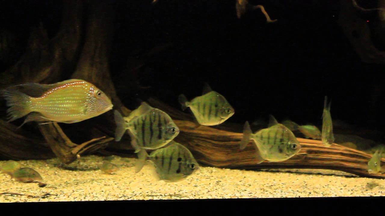 Metynnis Fasciatus