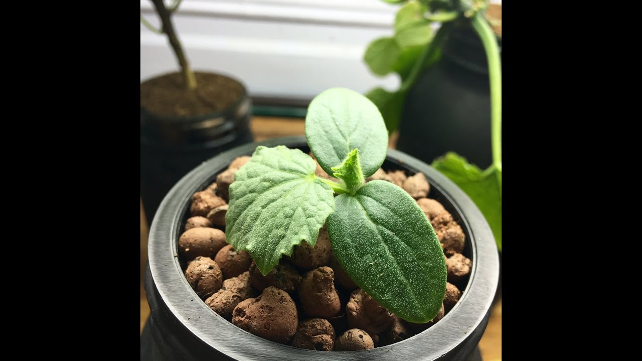 Transplanting Cucumber Seedling To Hydroponic Kratky Glass Jar System: Step by Step