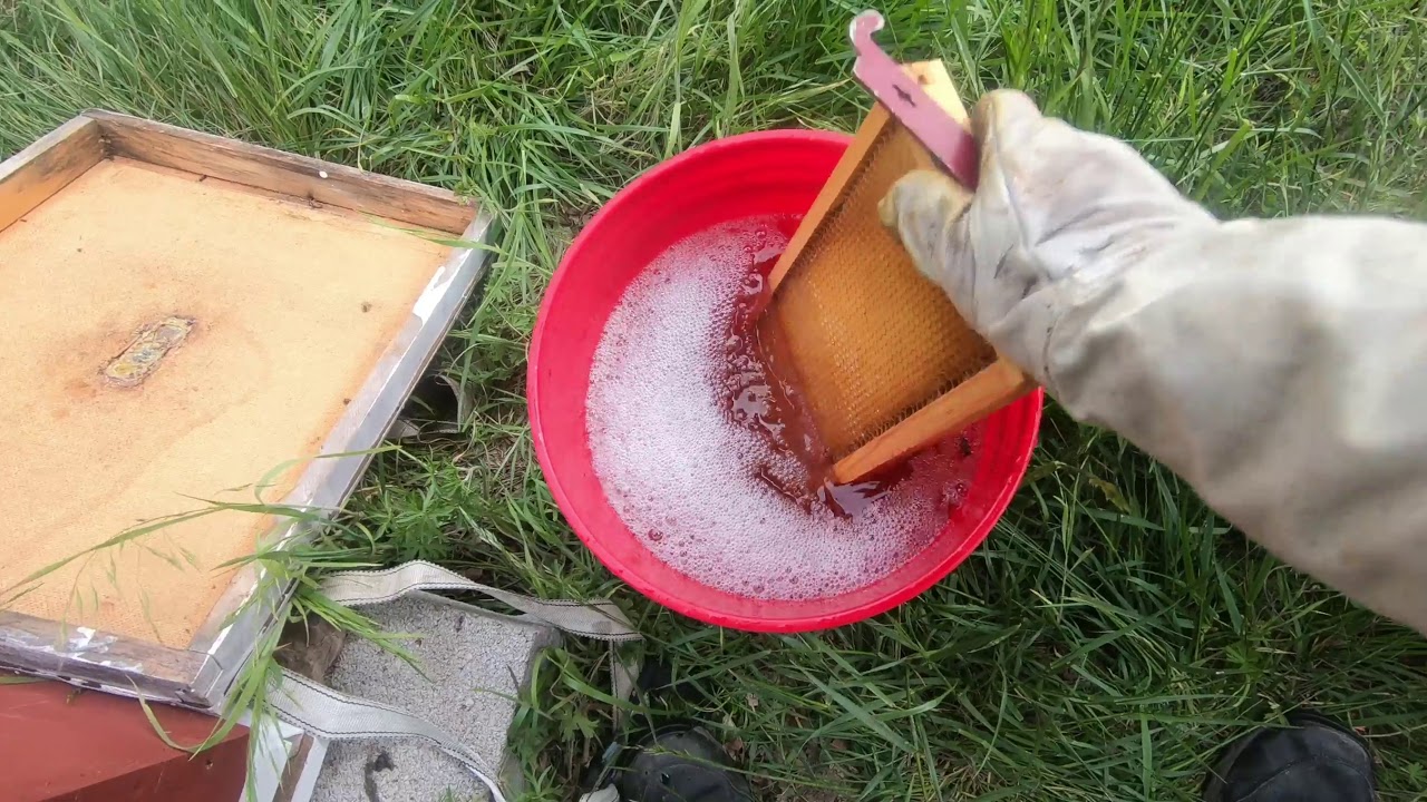 Split has no honey  How to feed fast