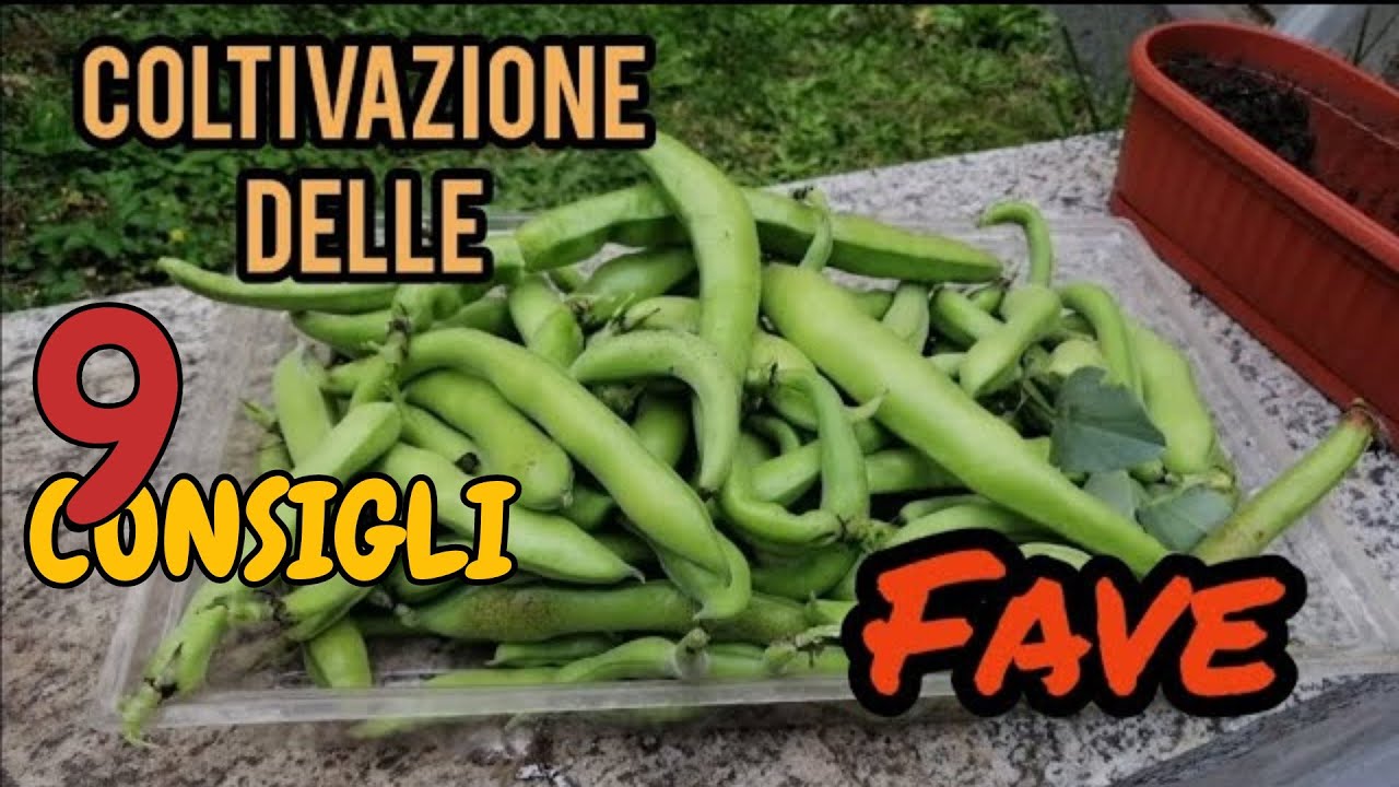 9 CONSIGLI PER COLTIVARE LE FAVE... per un ottimo raccolto! @ortodifamiglia