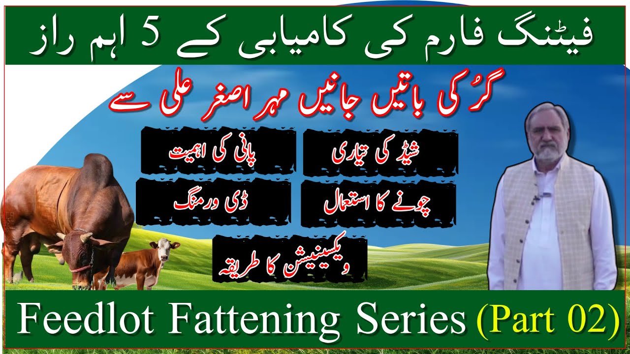 How to construct a quality shed| shed management| Feedlot Fattening Series part 2|فیڈلاٹ فیٹنگ سیریز