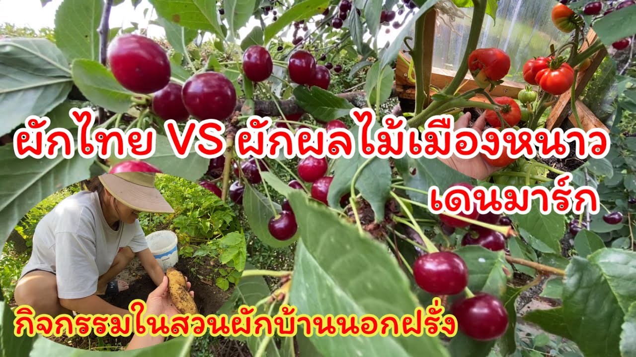 ชมสวนผักไทยที่บ้านนอกเดนมาร์ก หน้าตาผักผลไม้เมืองหนาว หน้าตาสะเดาฝรั่งเป็นยังไง?