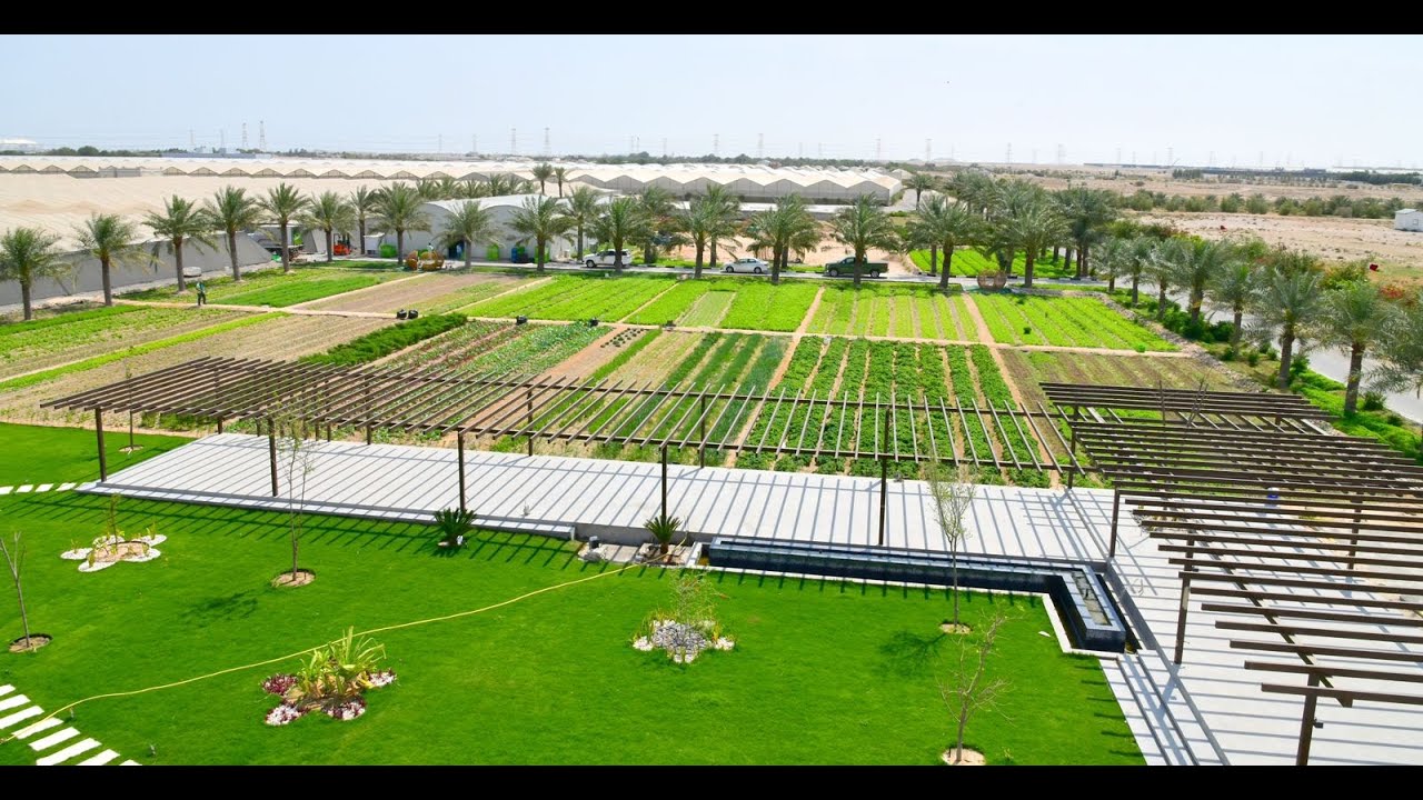Al Waha farm | مزرعة الواحة