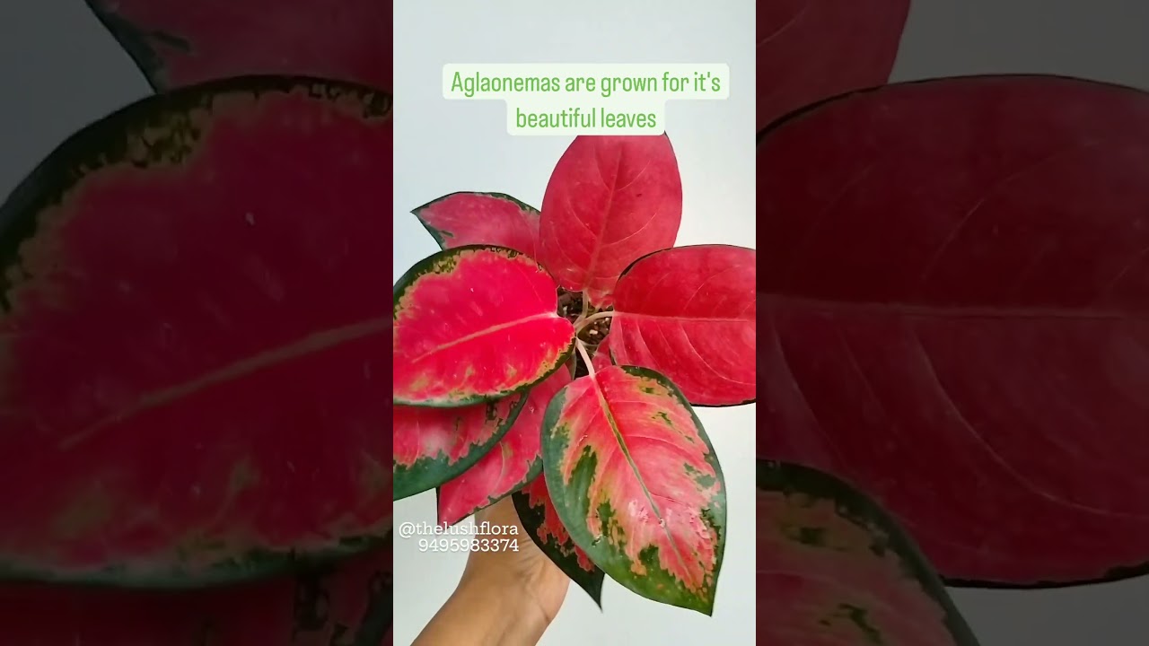 What to do with aglaonema buds? #aglaonema #aglonema #aglonima #aglonemamurah #cutflower #planttips