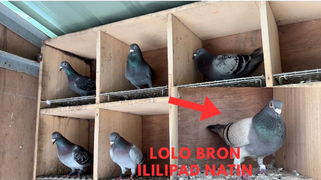MGA PAMBENTA NATIN NA TAIWAN | MAY ILILIPAD DIN TAYO NA TAIWAN BIRD SAAN KAYA AABOT?
