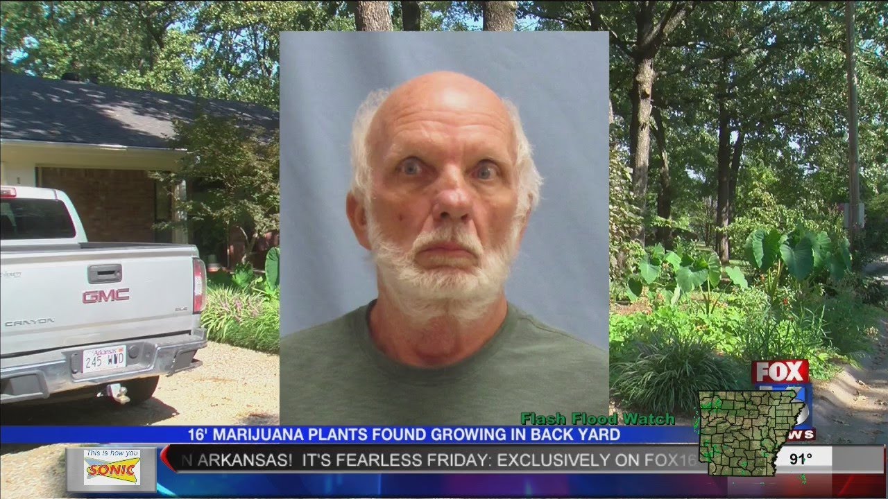 Backyard Marijuana Garden Bust