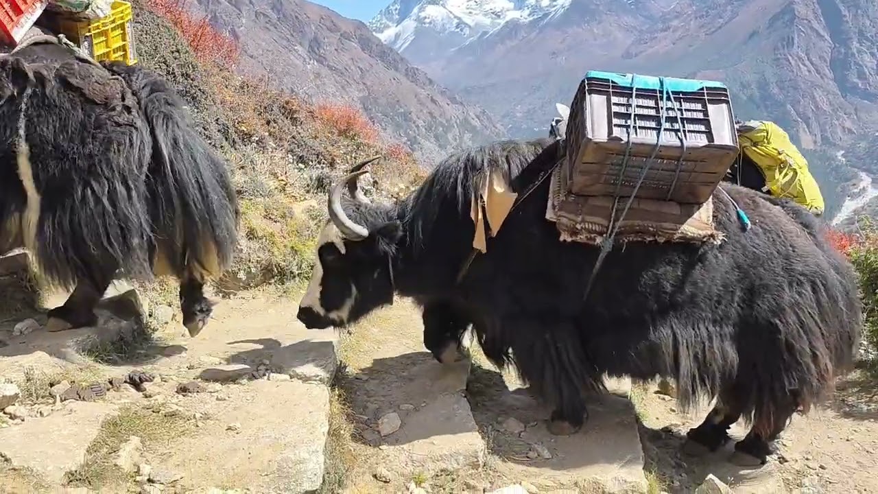 Himalaya/Gokyo Ri Trek - DAY 4