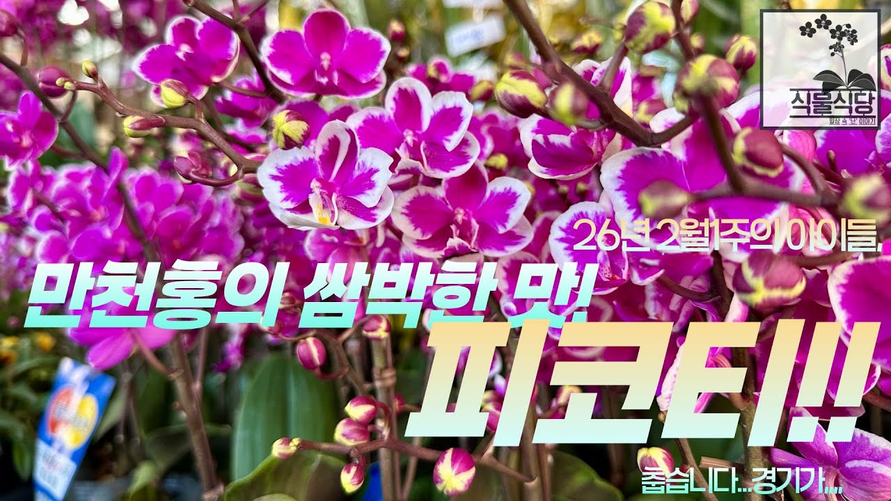 2월1주차 아이들, 만천홍의 쌈박한 맛! 피코티!