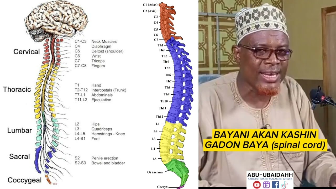 BAYANI AKAN KASHIN GADON BAYA | SPINAL CORD. Dr Wali herbal medicine Gombe. Islamic medicine Nigeria