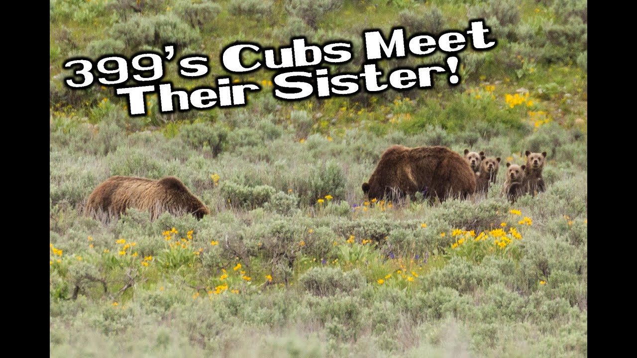 399's Cubs Meet Their Sister! Eight Grizzly Bears Grazing Together in Grand Teton National Park!