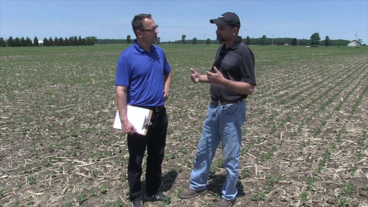 Soybean School: Soybean Crop Update