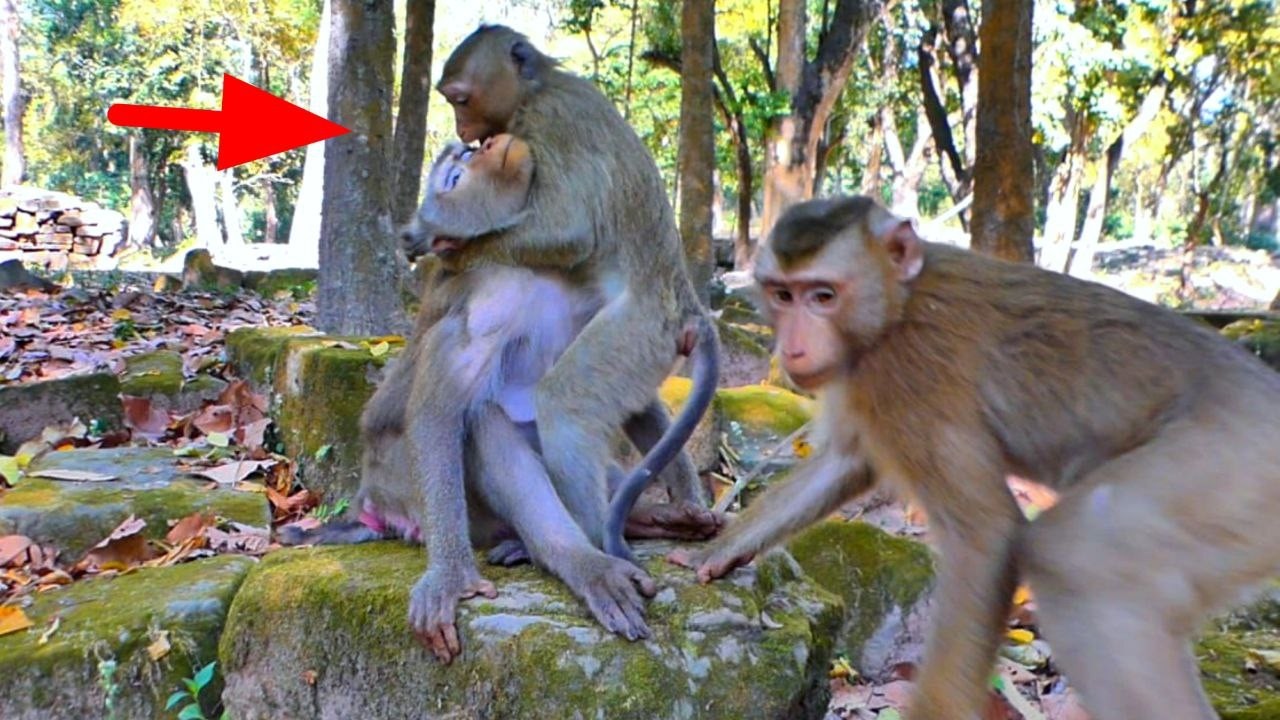 Beautiful Moment🥰! Monkey Rainbow is showing his love for his to Mommy LIBBY.