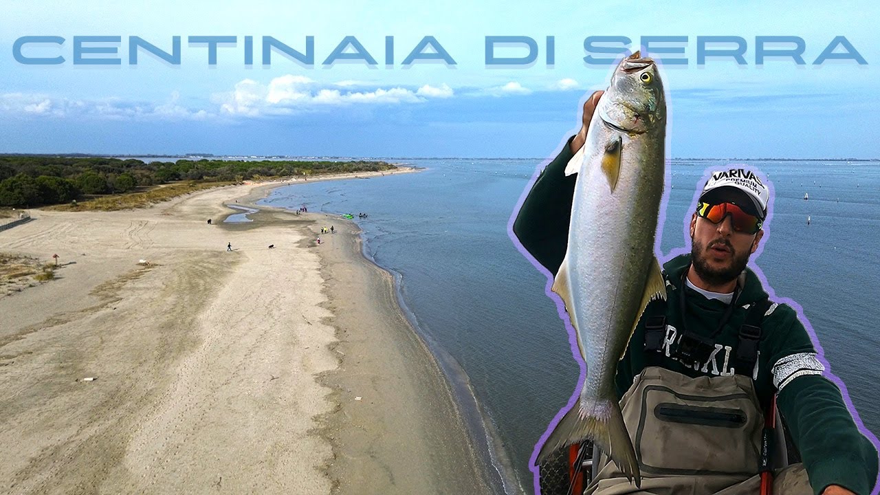 Centinaia di SERRA - Hundreds of BLUEFISH