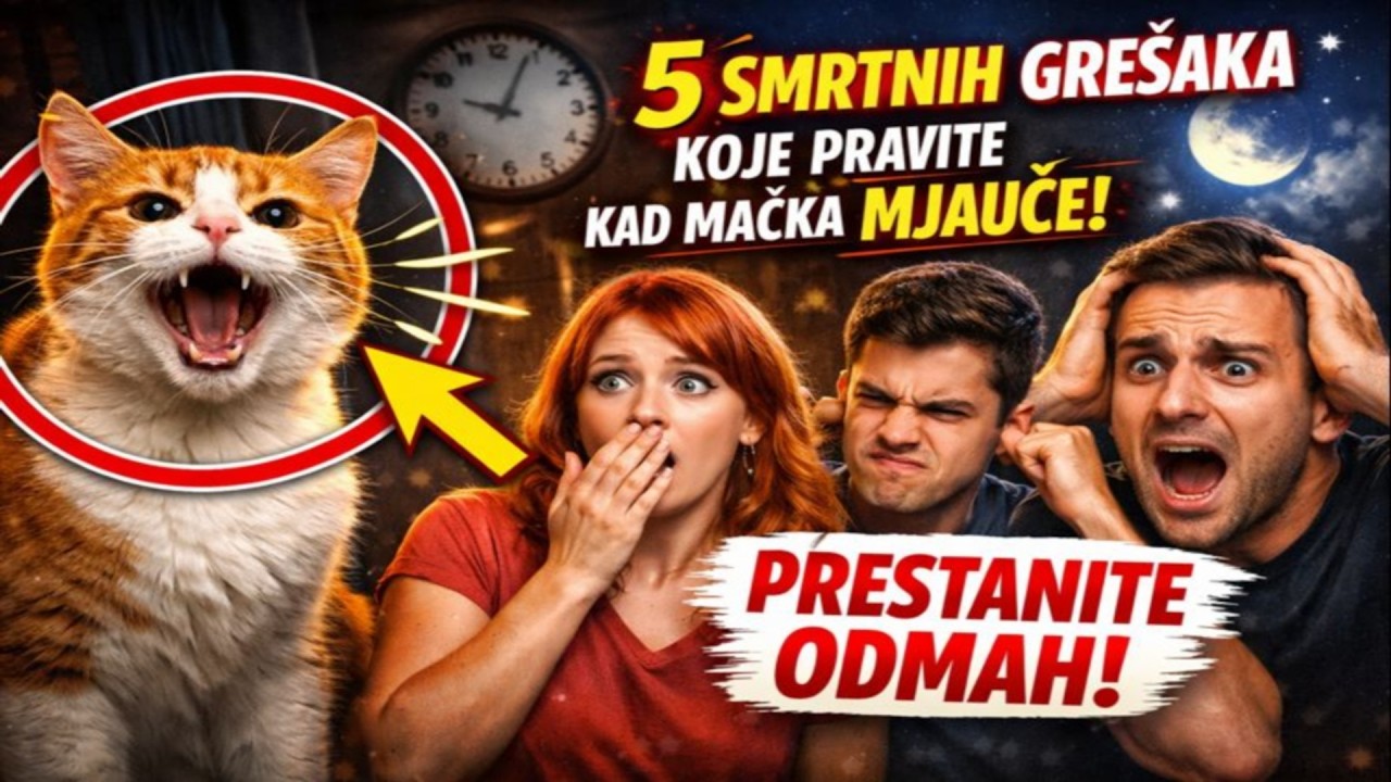5 SMRTNIH GREŠAKA koje pravite kad mačka mjauče! 🙀 Prestanite ODMAH!