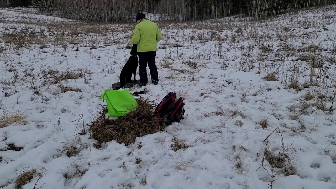 Flat-Coated Retriever Beginner Hunt Practice