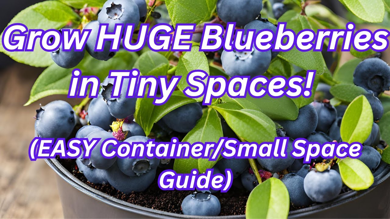 Best Blueberry Bushes for Small Spaces & Containers 🍇 Easy Growing Guide!