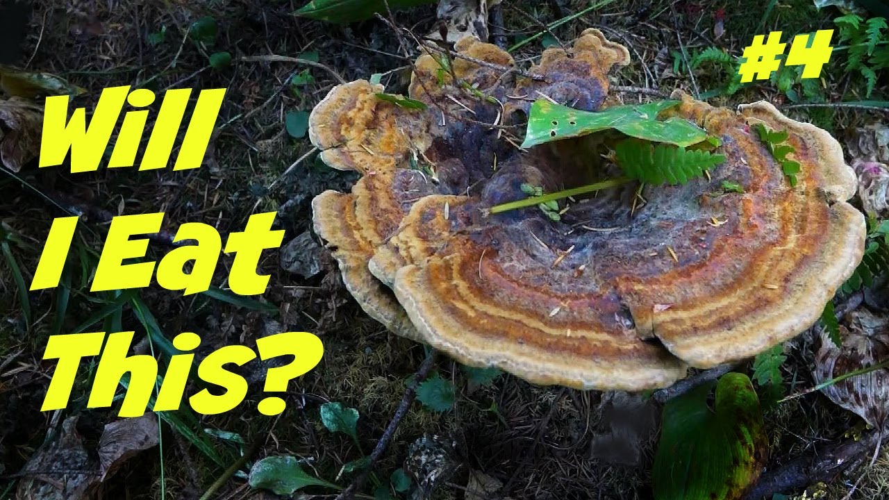 Will This Mushroom Make Me Sick? #4 - ID'ing Wild Forest Mushrooms