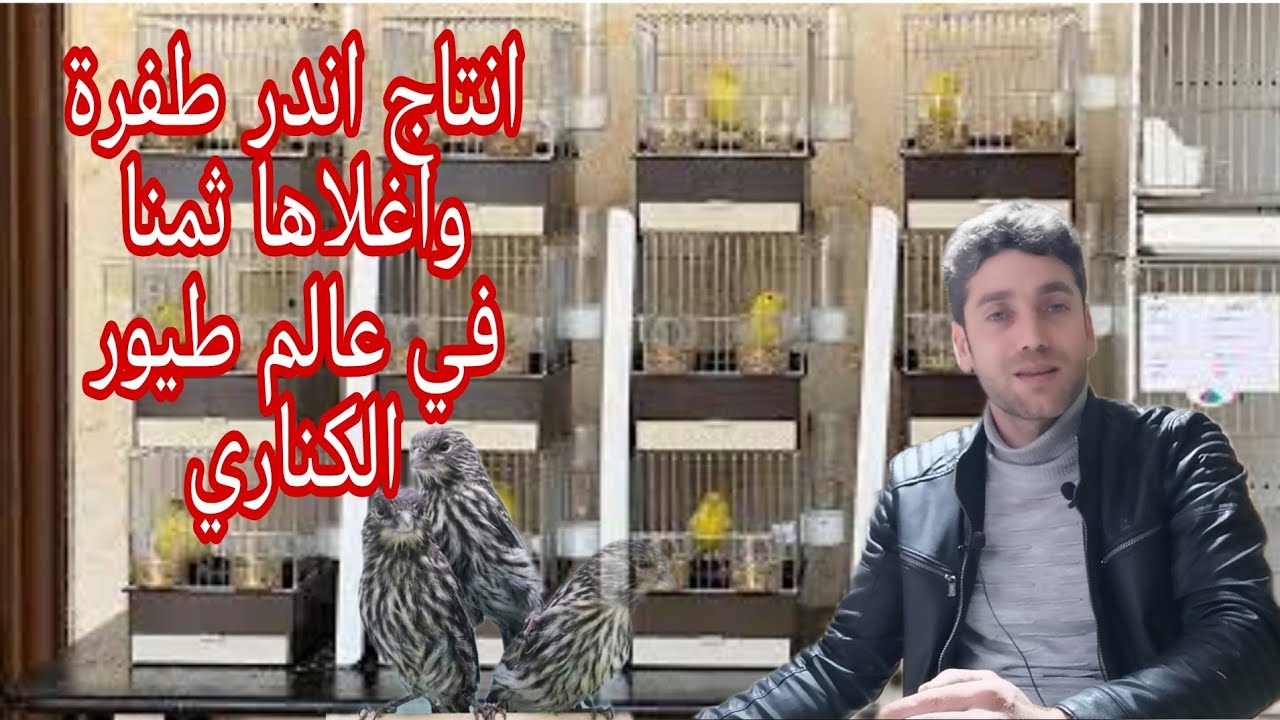 انتاج أجمل طفرة كناري لون واغلاها (اللؤلؤة السوداء) شاهد كيف انتجها هذا المربي الإيطالي