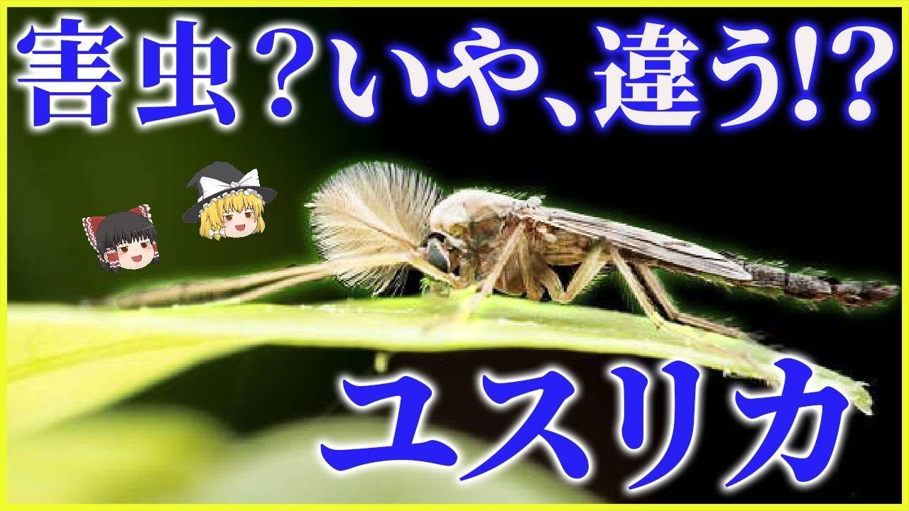 【ゆっくり解説】頭上に集まる不快害虫！？大量発生して蚊よりも嫌われ者の 「 ユスリカ 」とは何者なのか。