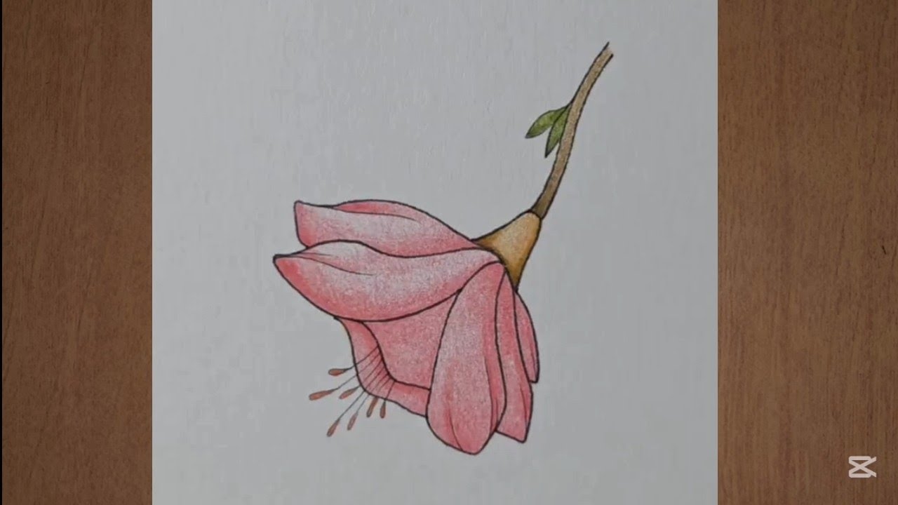 Easy Flower Drawing | How to draw flower