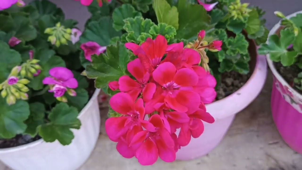 💕🌹💐clamatıs kupeler sardunyalar