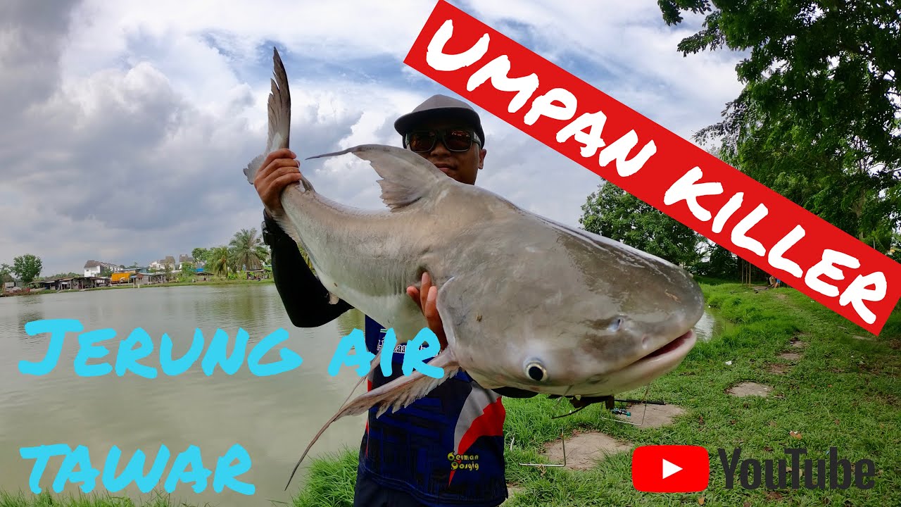 Umpan Killer Patin Chaophraya Turbo
