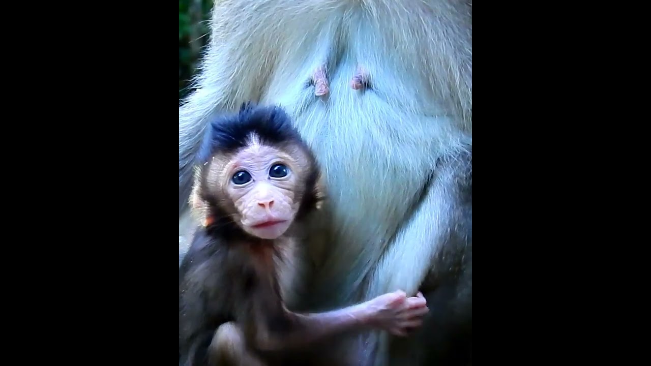 Amazing cute baby monkey 2023