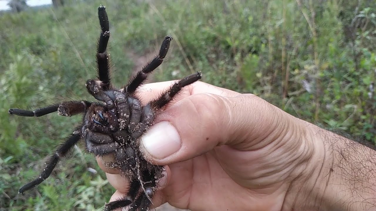 Agarrando una tarántula en el monte.