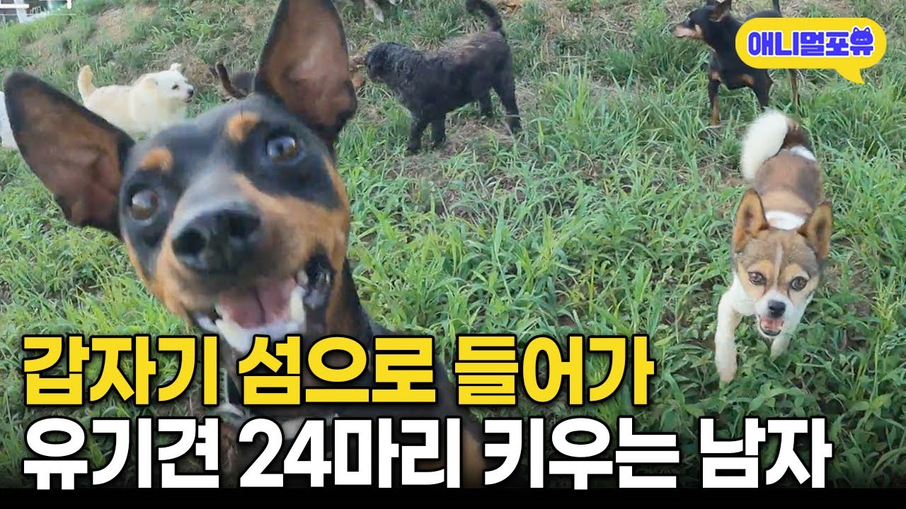 “주변에서 저보고 미친놈이래요” 갑자기 섬으로 들어가 유기견 24마리 데려온 남자 I KBS 동물극장 단짝 220924 방송