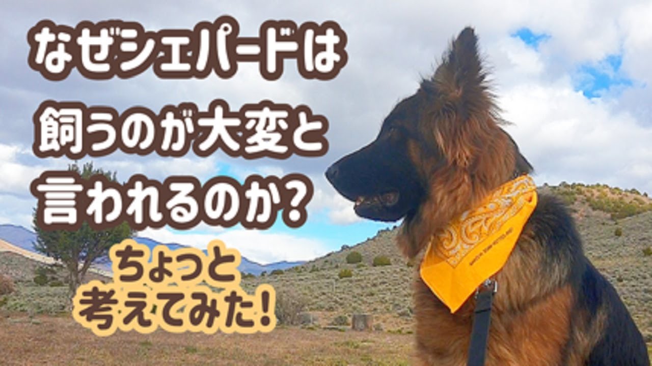 【ジャーマンシェパード】飼うのが難しい、大変と言われるシェパードについてちょっと考えてみました！