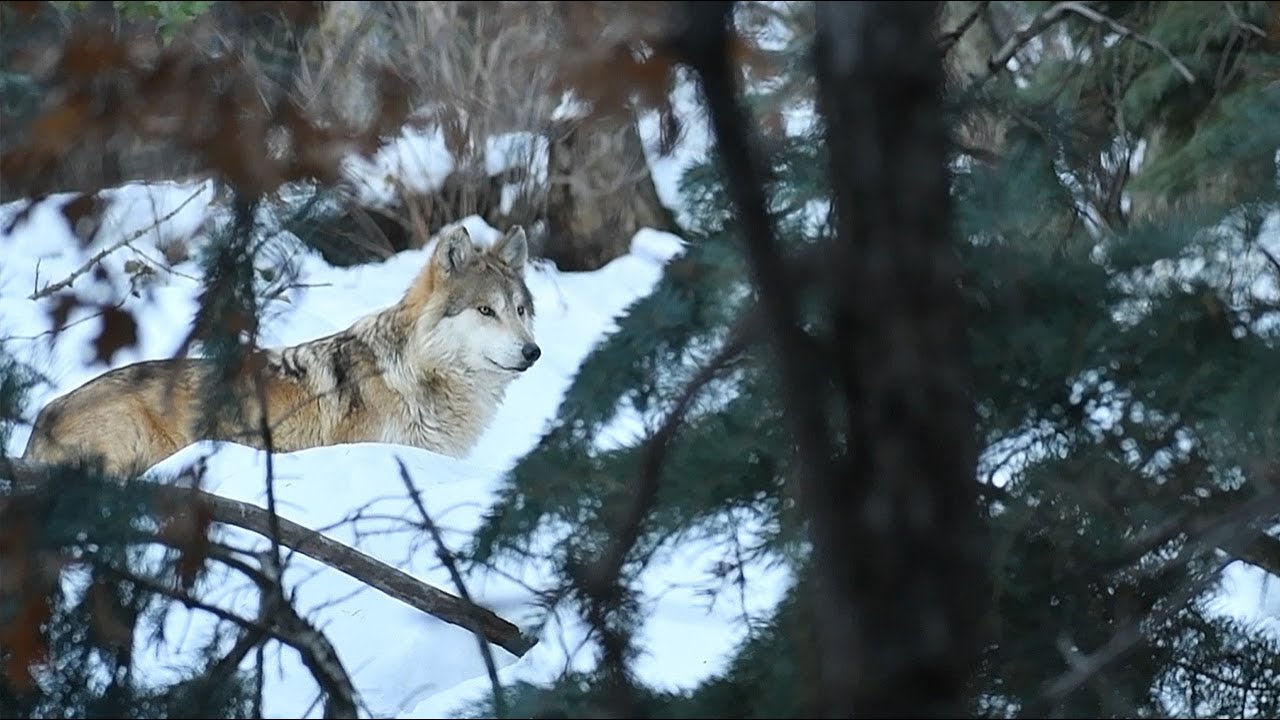 It’s the Howl-iday Season with the CMZoo Wolf Pack!