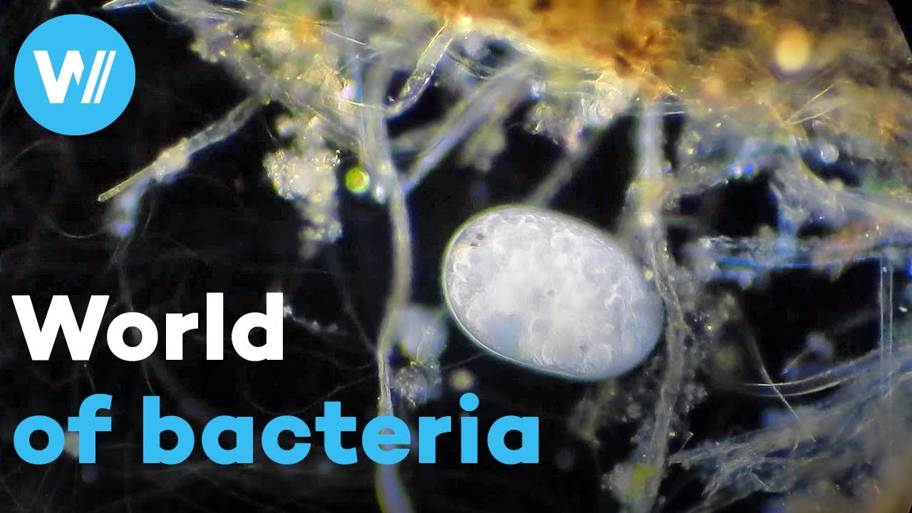 Microbes are everywhere &mdash; and they are essential to all life forms on the planet