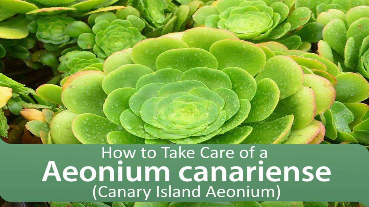 How to Take Care of a Aeonium canariense
