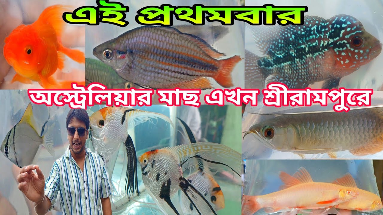 Serampore Fish Market | Serampore Pet Market | Shrirampur Fish Market | Fish Shop Near Me | Pet Shop