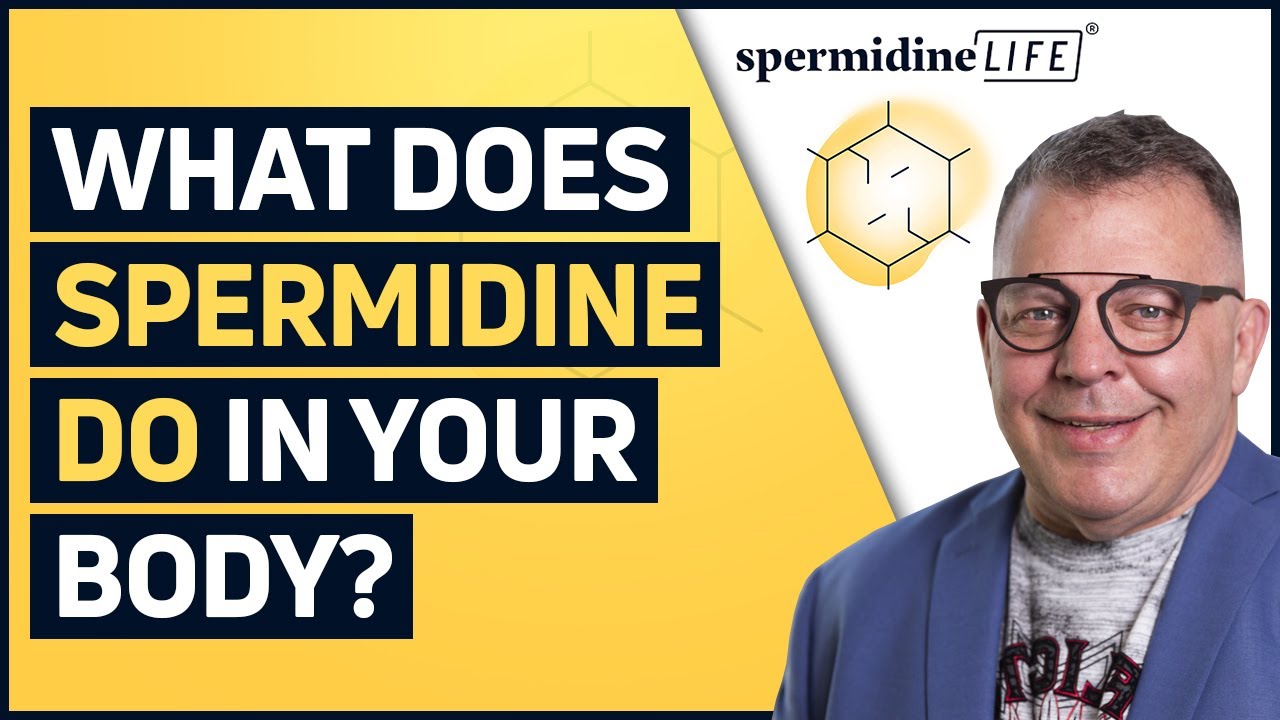 What Does Spermidine do in Your Body?