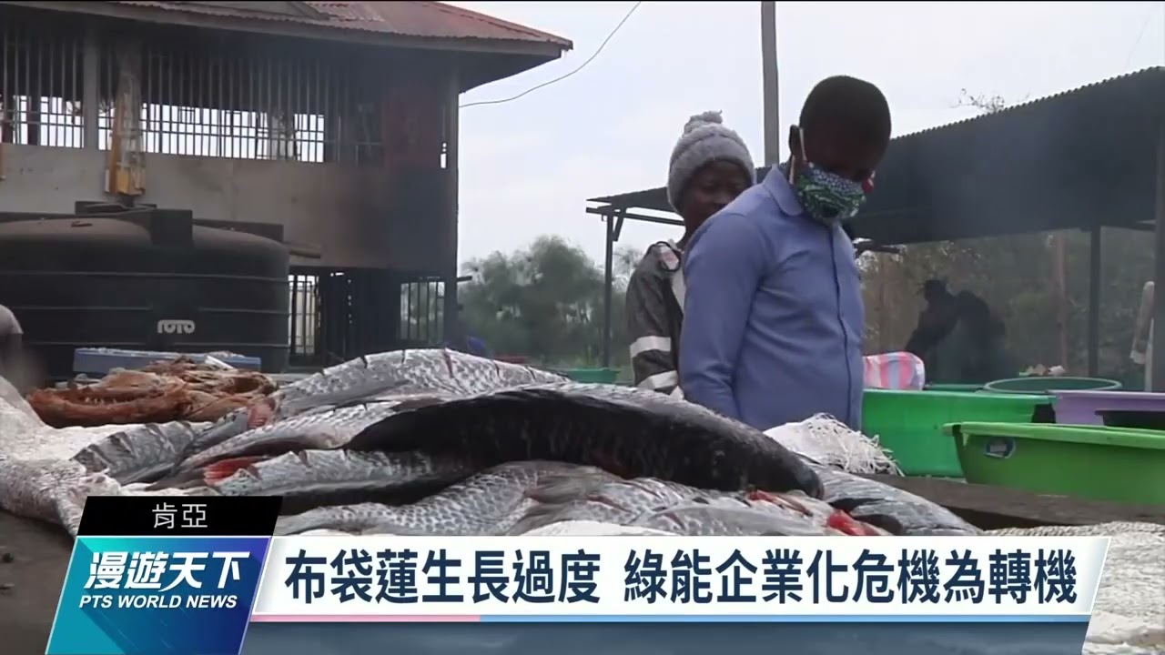 肯亞布袋蓮能淨化水質、製造沼氣 有害外來種變身用途廣｜20220213 全球現場漫遊天下
