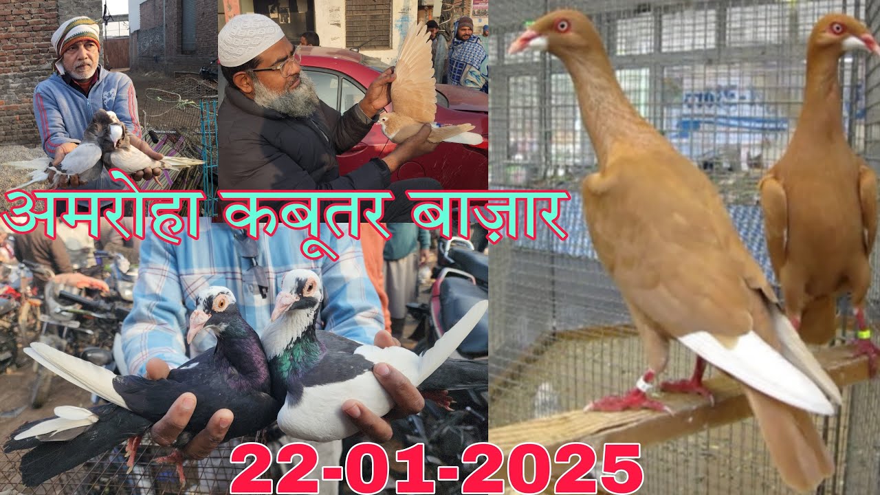 Amroha kabootar market 🕊️22-01-2025. अमरोहा कबूतर बाज़ार। Gola kabootar market