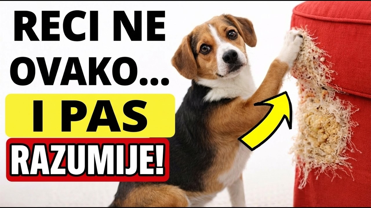 Ovako Ćete Natjerati Svog Psa Da Posluša Iz Prve!