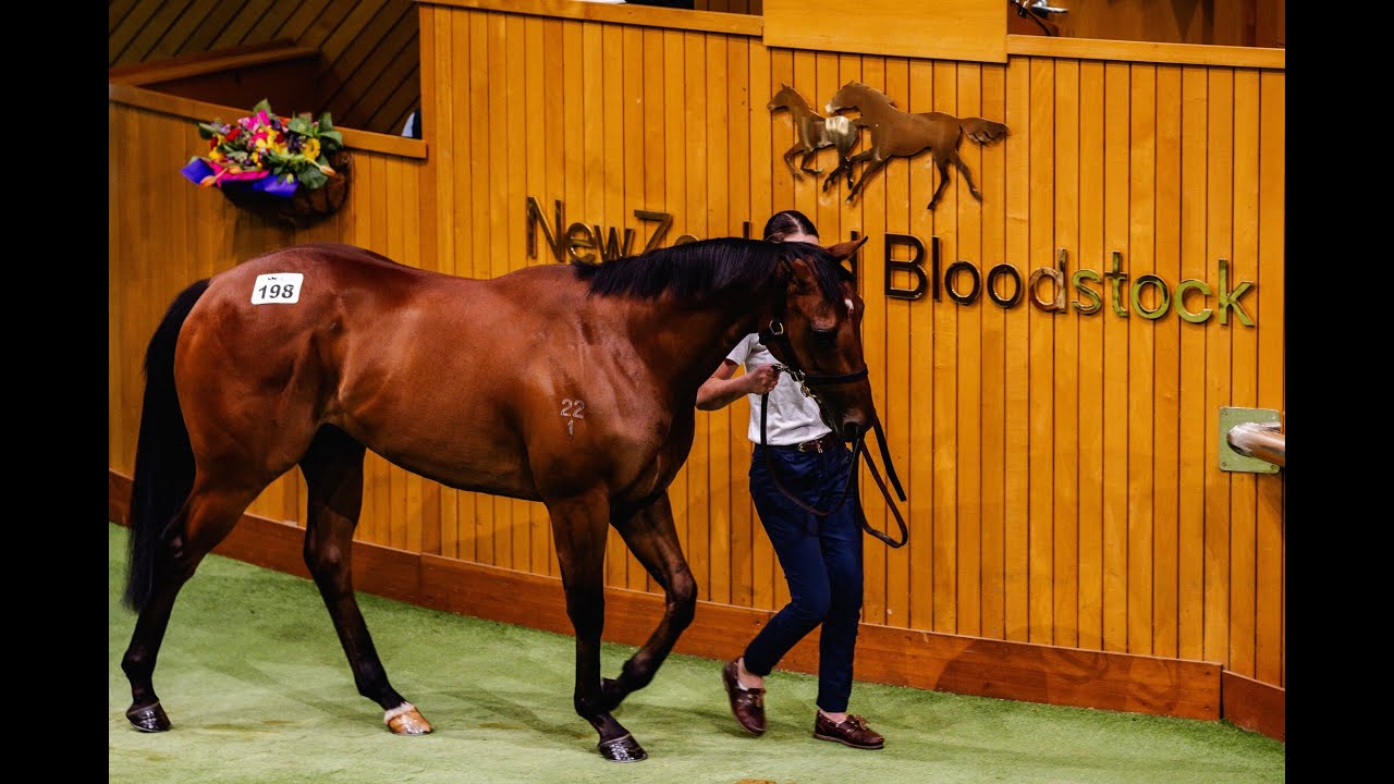 Horses To Follow - 2024 Karaka Yearling Sale!!