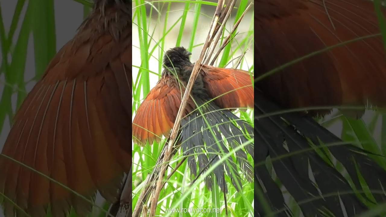A Philippine Coucal drying its wings