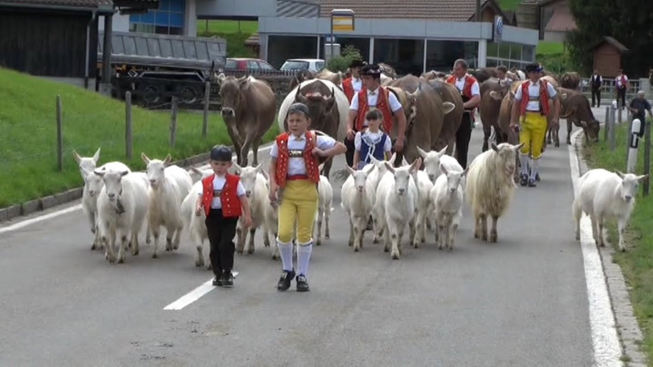 Alpabfahrt Urnäsch 2013