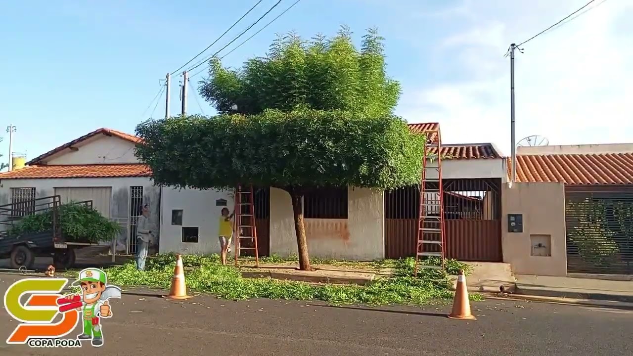 poda de uma árvore 🌳 ninho indiano