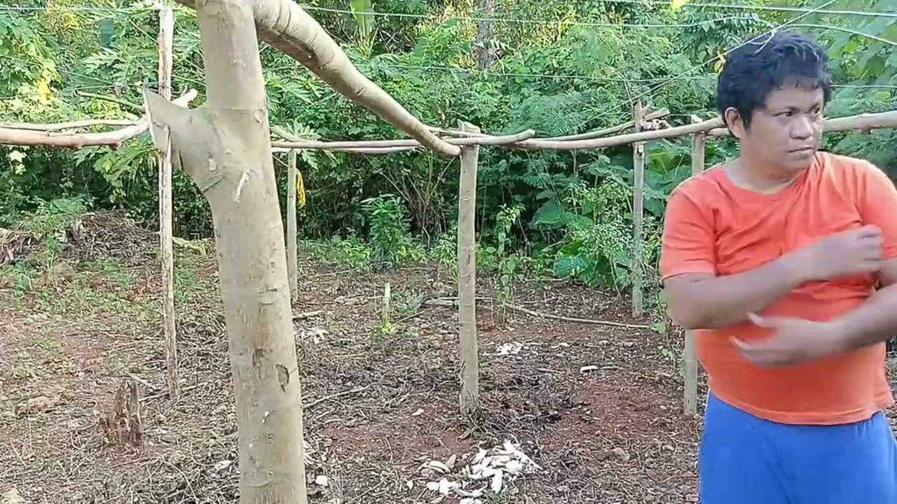 Upo,, gawa tayo ng Balag ng pinakamagalang na gulay