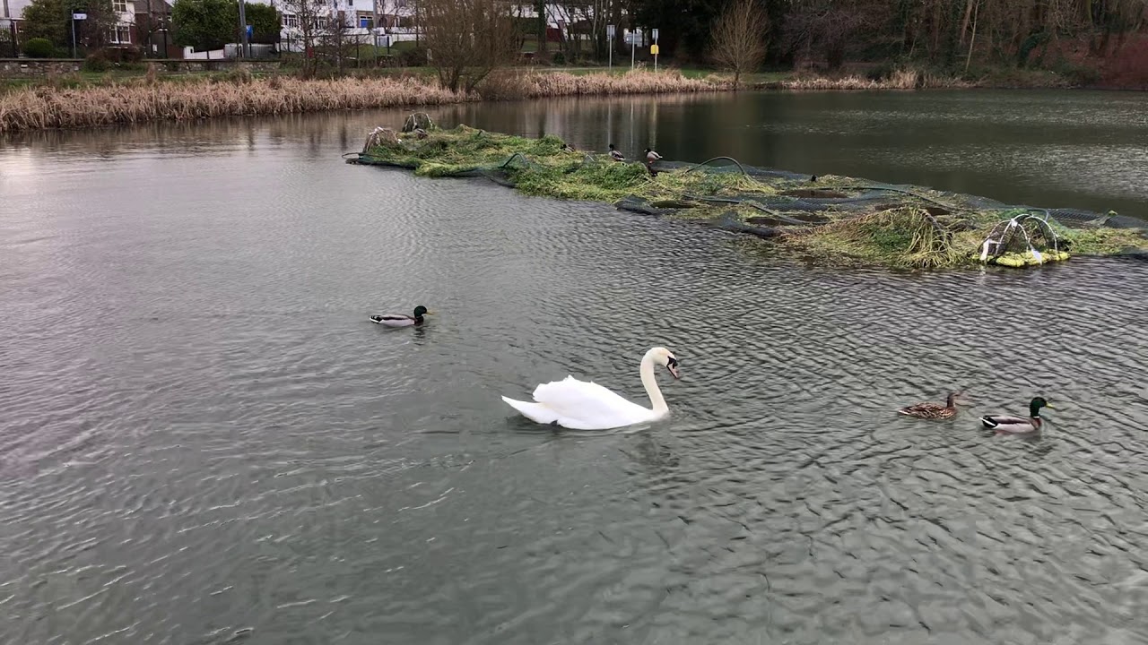 Swan chasing ducks in Santry Park Dublin IRELAND