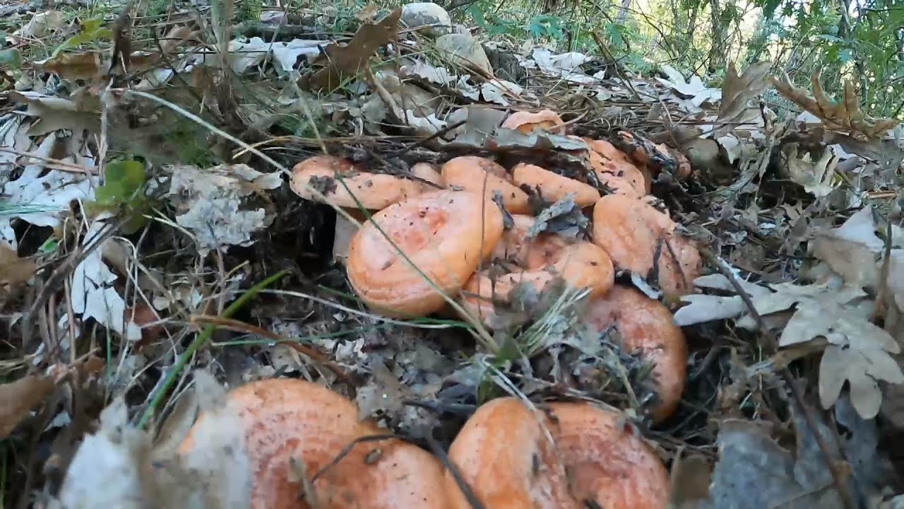 Aprende a buscar los mejores 🌲 NISCALOS bajo acículas y hojas de roble * AMANITA CESAREA