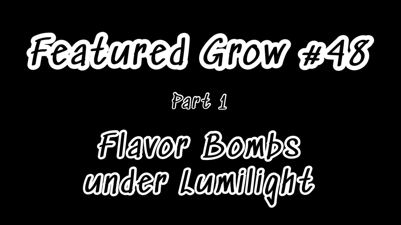 FEATURED GROW #48: FLAVOR BOMBS under Lumilight - Part 1 - Week 2 of Flowering