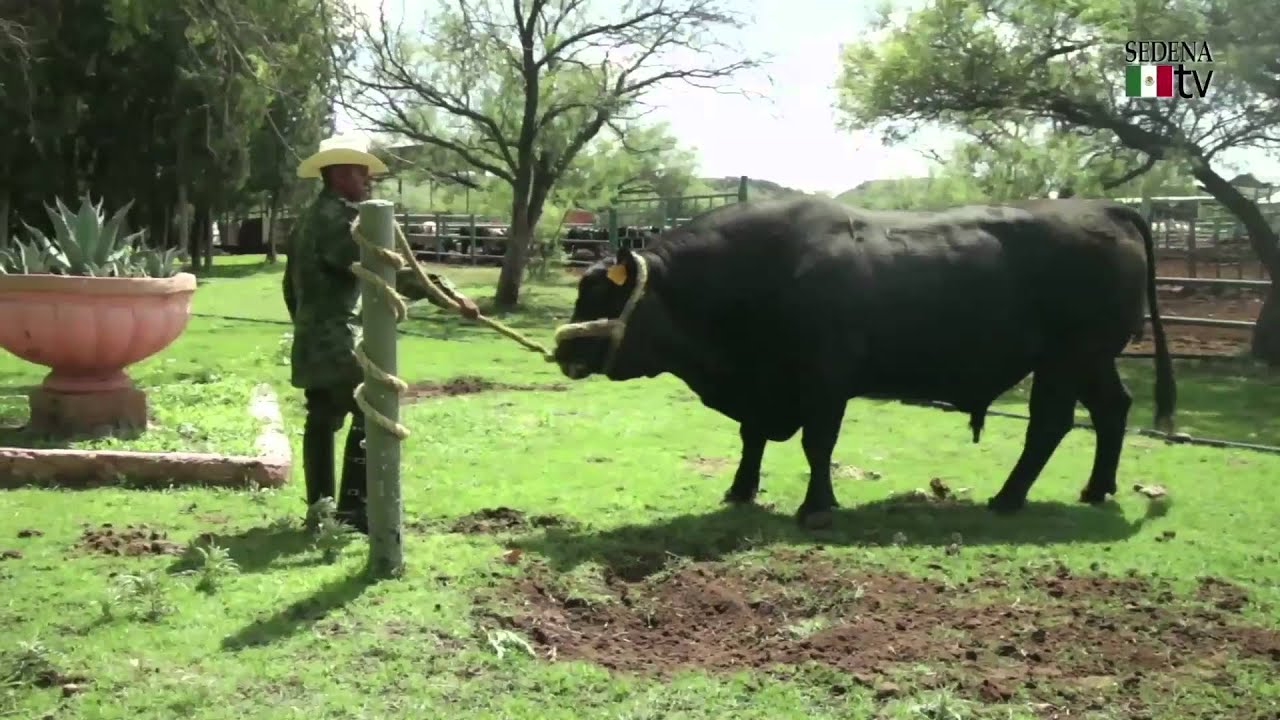 Criadero Militar de Ganado, Santa Gertrudis, Chih.